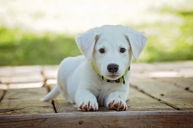白い小さな犬が両足を揃えて伸びながらこちらを見ている