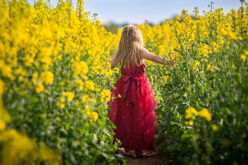 赤いドレスを着た女の子が菜の花が咲いている畑を歩いている後ろ姿