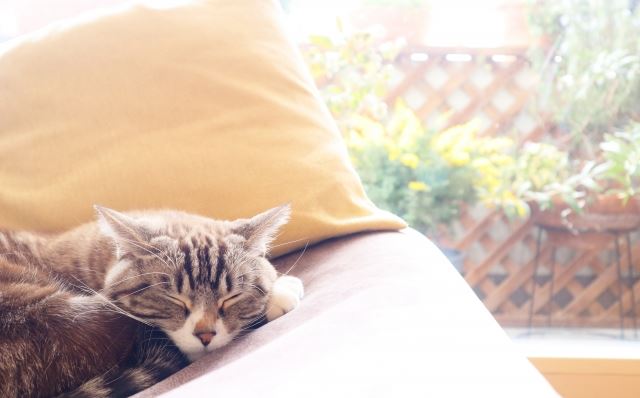 猫が枕の上で寝ている